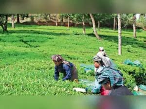 Small tea growers seek cooperation and support from organized sectors ...
