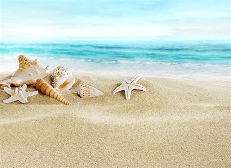 Image result for Sea Shells Beach Scenes