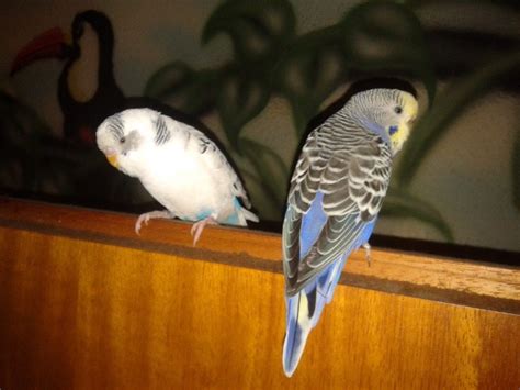 wellensittich entflogen am 25 04 2012 belohnungsgeld in leverkusen ...