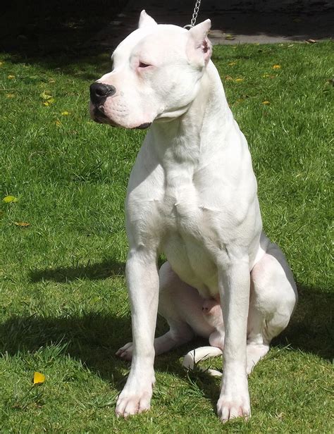 Dogo Argentino | Dogs and Puppies Wiki | Fandom