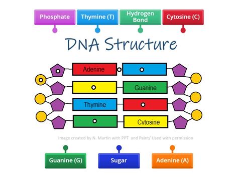DNA Label 的图像结果