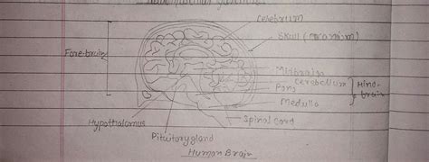 What is hind brain and explain with example - Brainly.in
