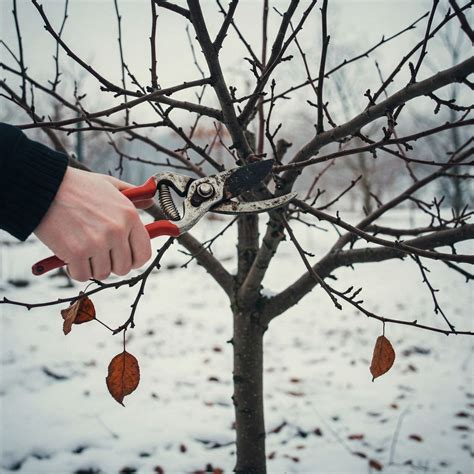 2025 Home Orchard Series - Winter Pruning Basics, Dungeness River ...