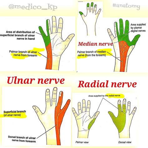 Median Nerve Hand