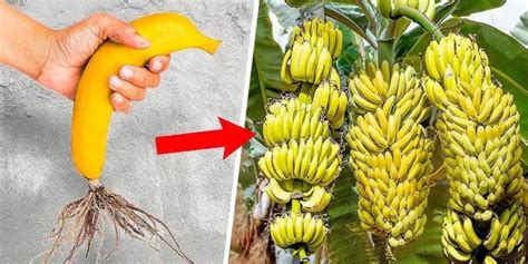 How to Start Banana Tree 的图像结果