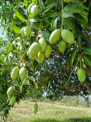 Mango Plant (sweet) | aartigallery
