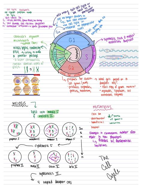 Cell Cycle Concept Map Biology 的图像结果