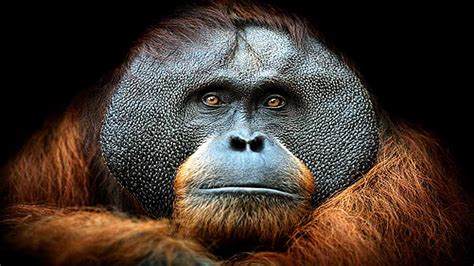 अगर ये काम नहीं हुआ तो 10 से 15 सालों में खत्म हो जाएंगे ये 'दुर्लभ ...