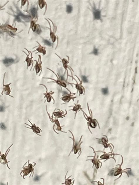 Are these baby black widows?? : r/spiders
