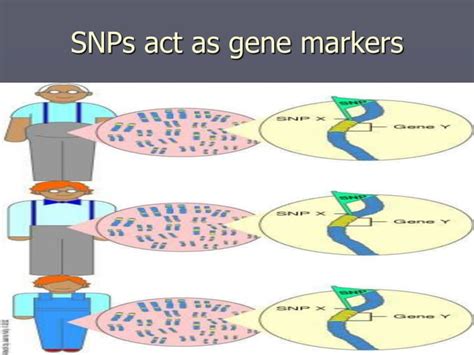 Image result for SNP Examples in Bio