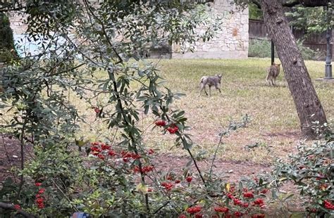 Seeing coyotes in Austin? Their mating season runs January to March ...