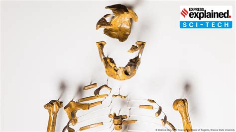 Image result for Lucy Evolution