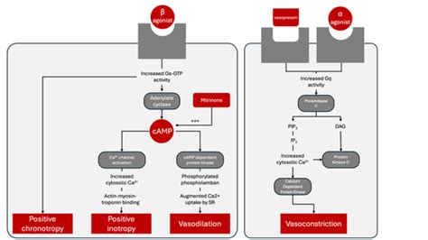 Inotrope Definition 的图像结果