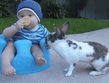 Image result for Newborn Baby Bunny