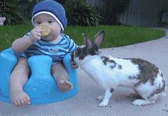 Image result for Teacup Bunny