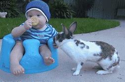 Image result for Scary Bunny Throwing Eggs