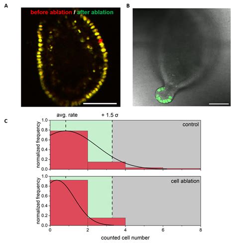 Investigation of Colonic Regeneration via Precise Damage Application ...