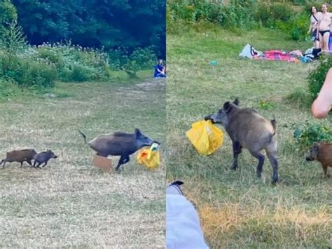 Naked Man Chases Wild Boar