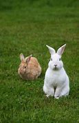 Image result for Wild Rabbits in PA