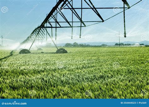 Wheat Field Irrigation on an Idaho Farm Stock Image - Image of ...