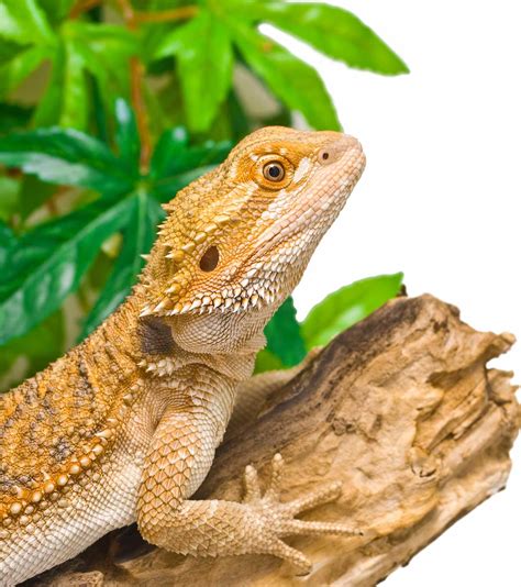 Bearded Dragon Care