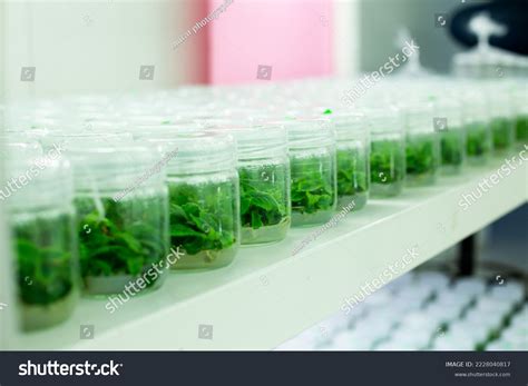 Plant Tissue Culture Laboratory Stock Photo 2228040817 | Shutterstock