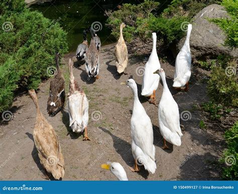 The Herd of Domestic Ducks of Breed the Indian Runner Indian Runner ...
