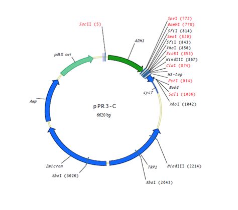 ppR3 Vector 的图像结果