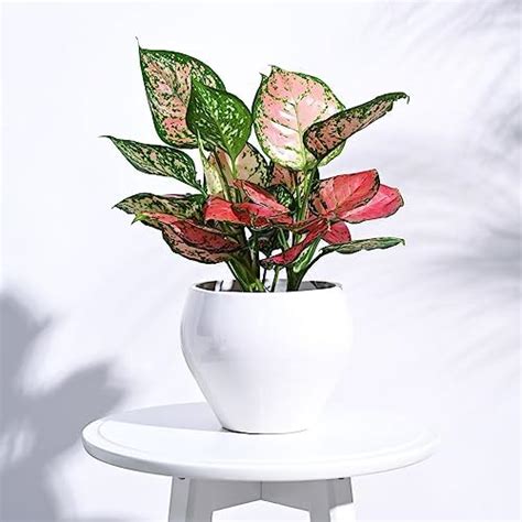 UGAOO Apple Ceramic Pot - Big (White) : Amazon.in: Garden & Outdoors