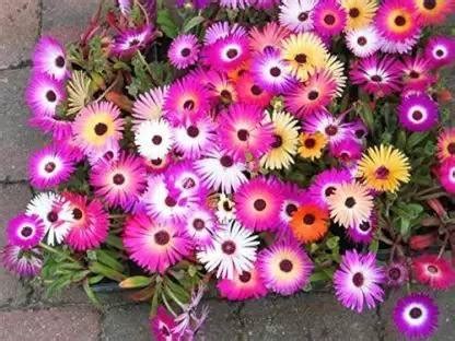 Aro Ice plant Seed Price in India - Buy Aro Ice plant Seed online at ...