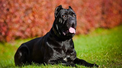 Cane Corso Dogs Attack 的图像结果