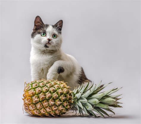 What Fruits Can Cats Eat?