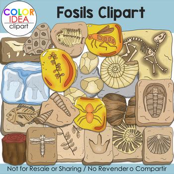 Fossils Clip Art by Color Idea | TPT