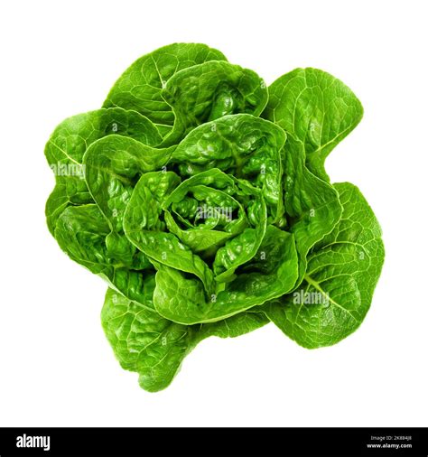 Romaine Lettuce Head