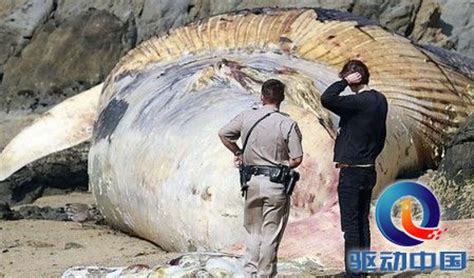 世界上最大的鱼是什么鱼_科学探索_资讯中心_驱动中国