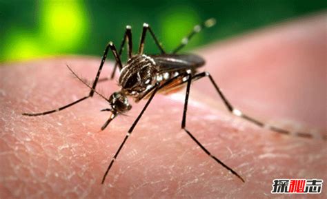 蚊子传播的疾病有哪些?蚊子可以传播的10大疾病(最致命)_探秘志