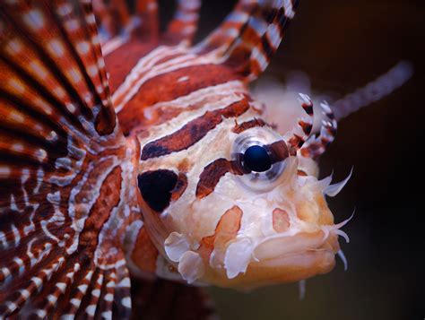 North American Invasive Species Management Association - NAISMA