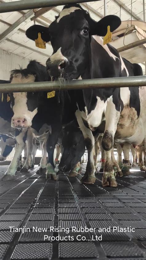 Cattle/horse/cow Dairy Rubber Mats Farm Stall Shed Rubber Mats - Buy ...
