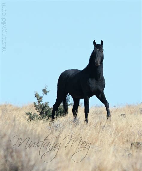 Pin by Susan Hobbs on Horses | Mustang horse, Wild horse pictures ...