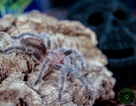 Grammostola porteri (Chilean Rose Hair Tarantula) : r/Tarantula_Collective