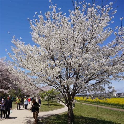 Yoshino Cherry - Warren County Kentucky