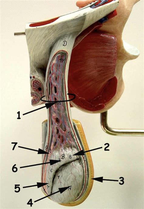 Image result for Testes Structure Class 12