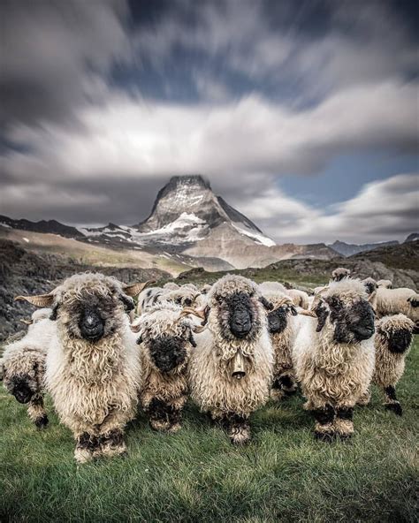 Cutest gang of Valais Blacknose sheep in Zermatt #Switzerland ‡‡­ Photo ...