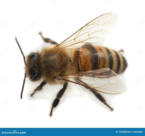 European Honey Bee, Apis Mellifera Isolated on White Background Stock ...