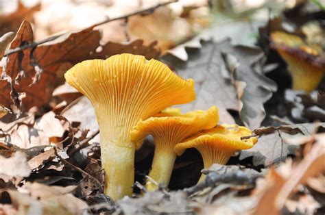 Chanterelles vs. False Chanterelles - A-Z Animals