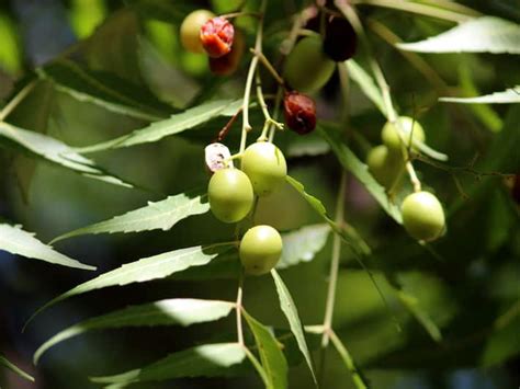 How To Kill Dengue Mosquitoes? Try These 5 Easy Home Remedies For Fast ...