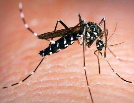 蚊子怎么产生-农百科