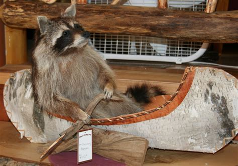 The Carpetbagger: The Raccoon Penis Bone