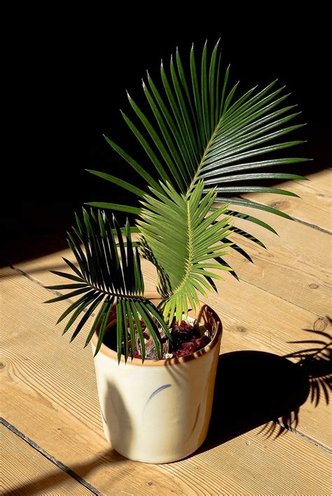 How to Grow and Care For Sago Palm - Plantglossary