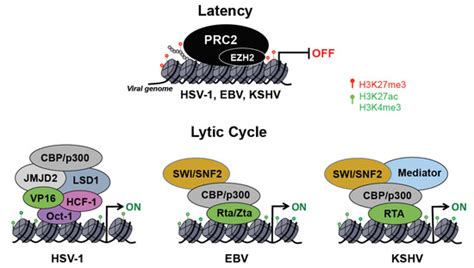 Clinical Manifestations and Epigenetic Regulation of Oral Herpesvirus ...